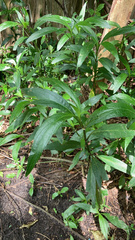Ruellia simplex