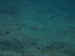 Haemulon scudderii