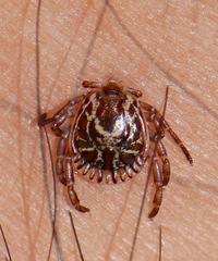 Amblyomma cajennense