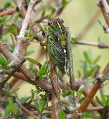 Kikihia peninsularis