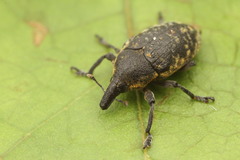 Larinus turbinatus