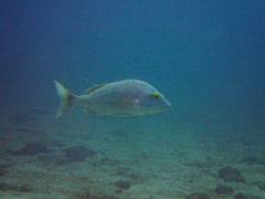 Haemulon scudderii