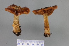 Cortinarius subcastanellus
