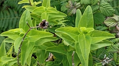 Hypericum foliosum