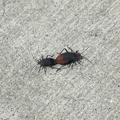 Jadera haematoloma