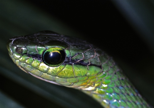 Emerald Snake