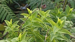 Hypericum foliosum
