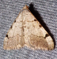 Digrammia triviata