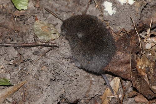 European Pine Vole