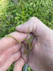 Lilaeopsis chinensis