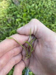 Lilaeopsis chinensis