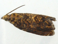 Dichrorampha leopardana