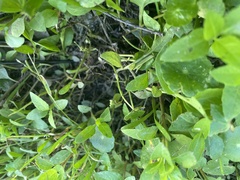 Lilaeopsis chinensis