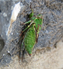 Kikihia peninsularis