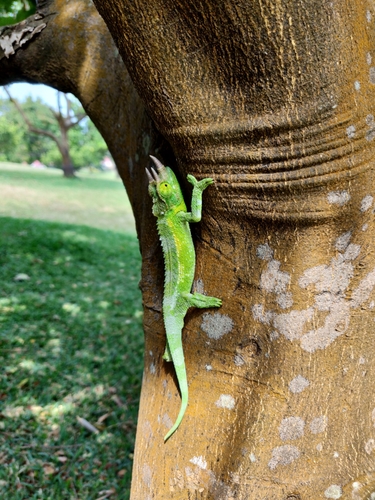 Trioceros jacksonii