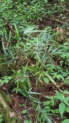 Arachniodes simplicior