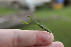 Eumusonia