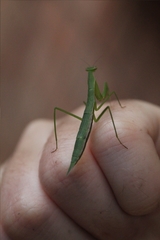 Eumusonia