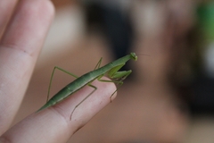 Eumusonia