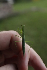 Eumusonia