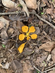 Gonopterodendron arboreum