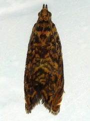 Dichrorampha leopardana