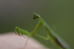 Eumusonia