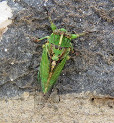 Kikihia peninsularis