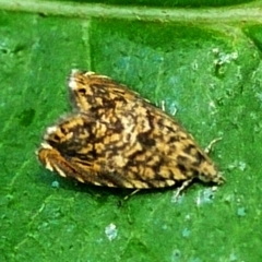 Dichrorampha leopardana