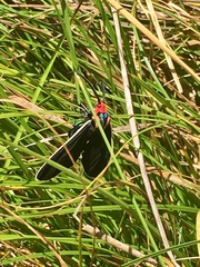 Ctenucha multifaria
