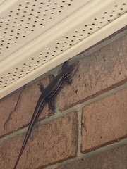 Aspidoscelis sexlineatus