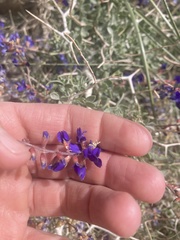 Psorothamnus arborescens minutifolius