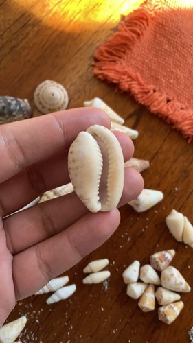 Cypraea aequinoctialis, 2022-01-15