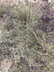 Psorothamnus arborescens minutifolius