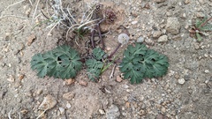 Cymopterus globosus