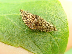 Dichrorampha leopardana