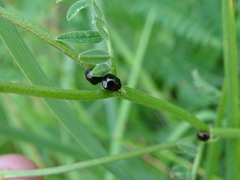Coptosoma scutellatum