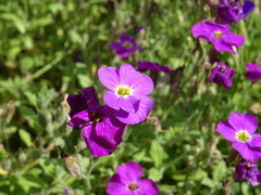 Aubrieta cultorum