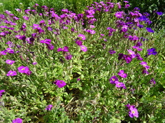 Aubrieta cultorum