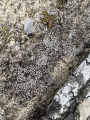 Myriolecis semipallida