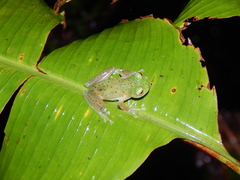 Espadarana prosoblepon