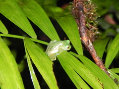 Espadarana prosoblepon