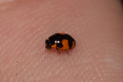 Hyperaspis sphaeridioides