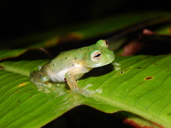 Espadarana prosoblepon