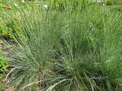 Festuca glauca