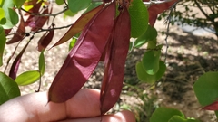 Cercis occidentalis