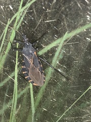 Triatoma gerstaeckeri
