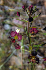 Cleome violacea