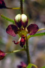 Cleome violacea