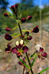 Cleome violacea